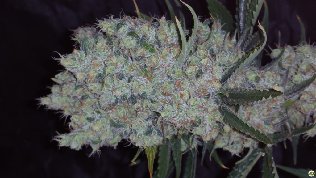 Chocolope