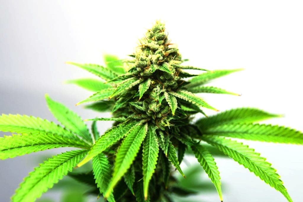 Monkey Banana de Paisa Seeds