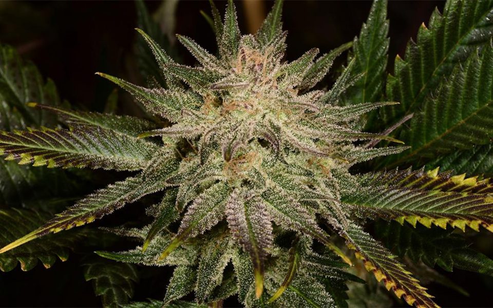Banana Kush