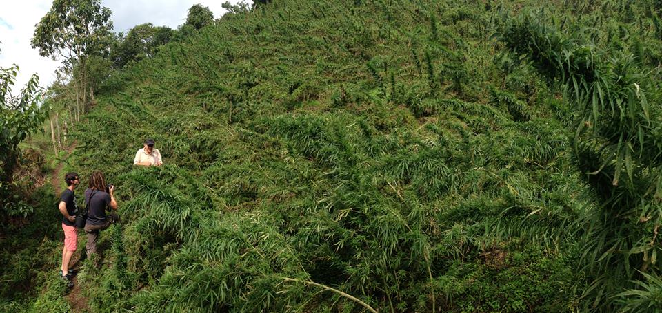 Colombia landrace