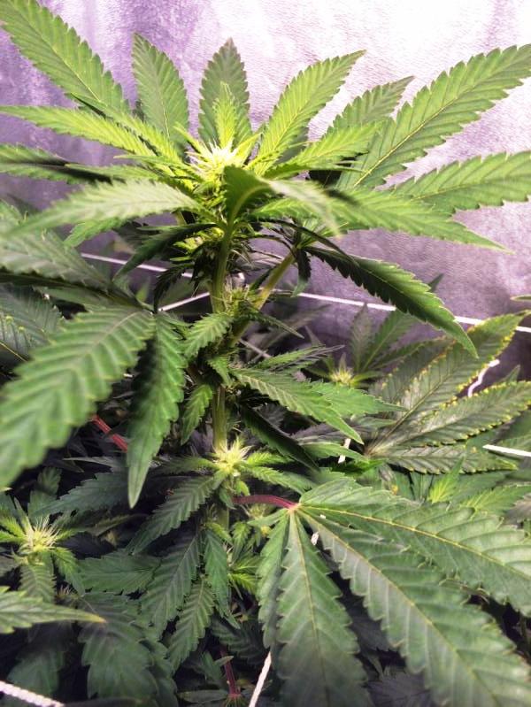 Scooby Snacks #3 foto de DreadedHerbFarm