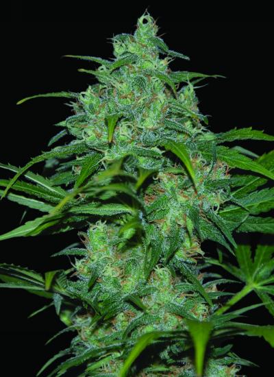 World_of_Seeds_Bank_-_Wild_Thailand_Ryder