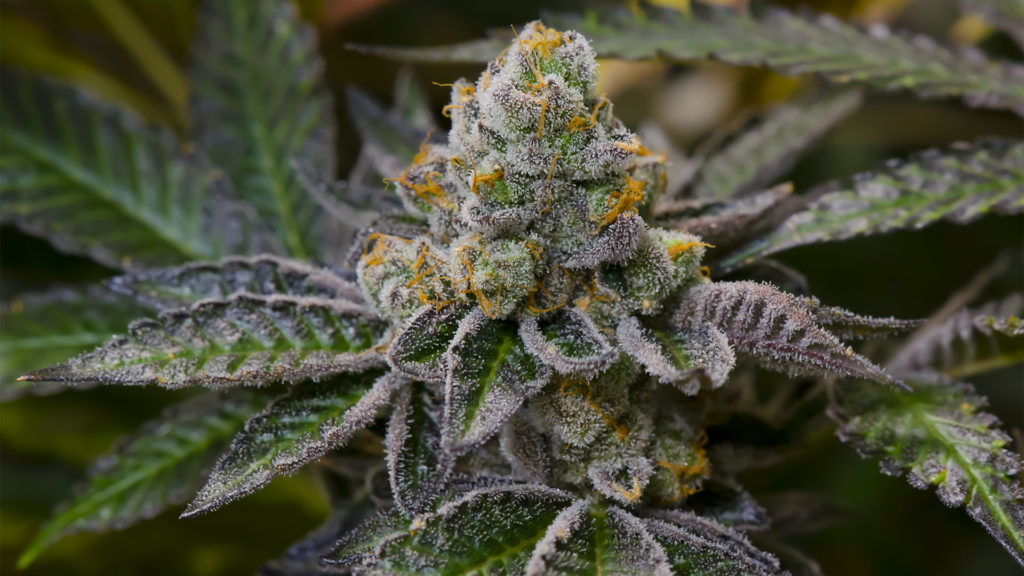 Platinum Girl Scout Cookies