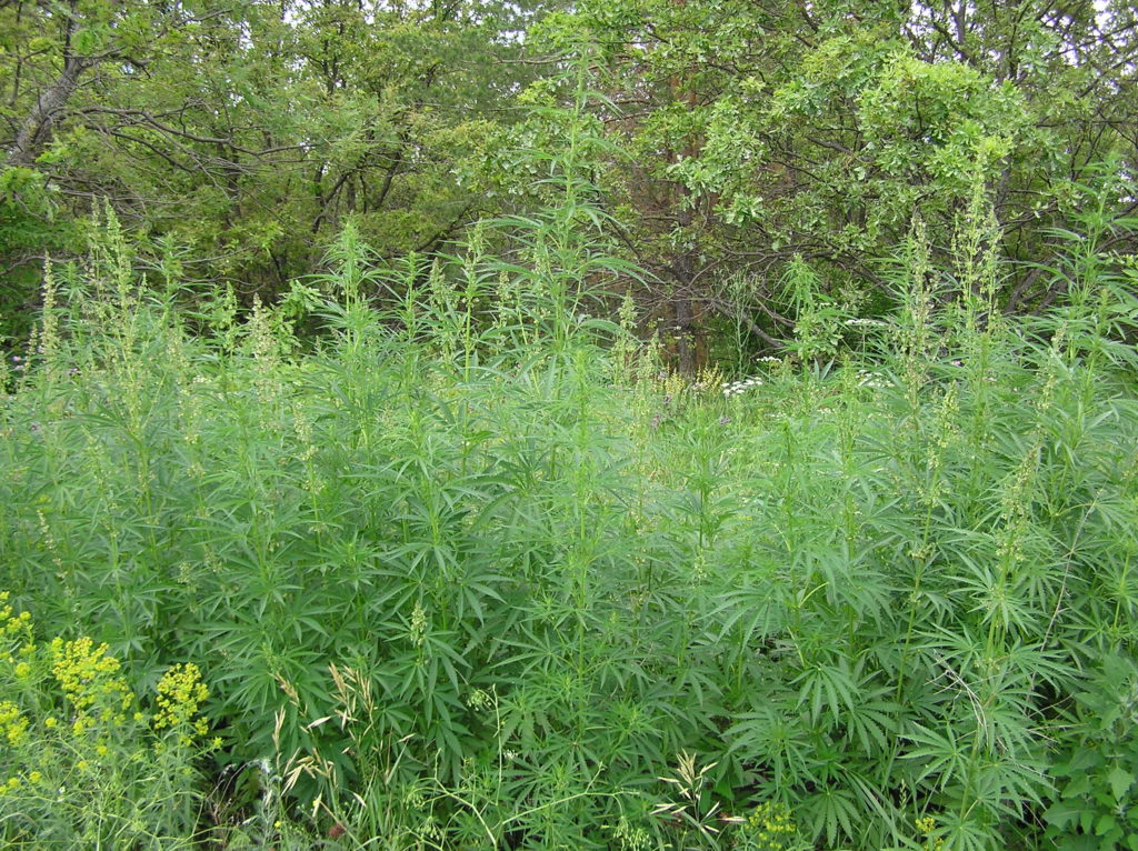 Marihuana Ruderalis