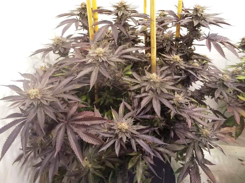 scooby snacks #3 foto de DreadedHerbFarm2