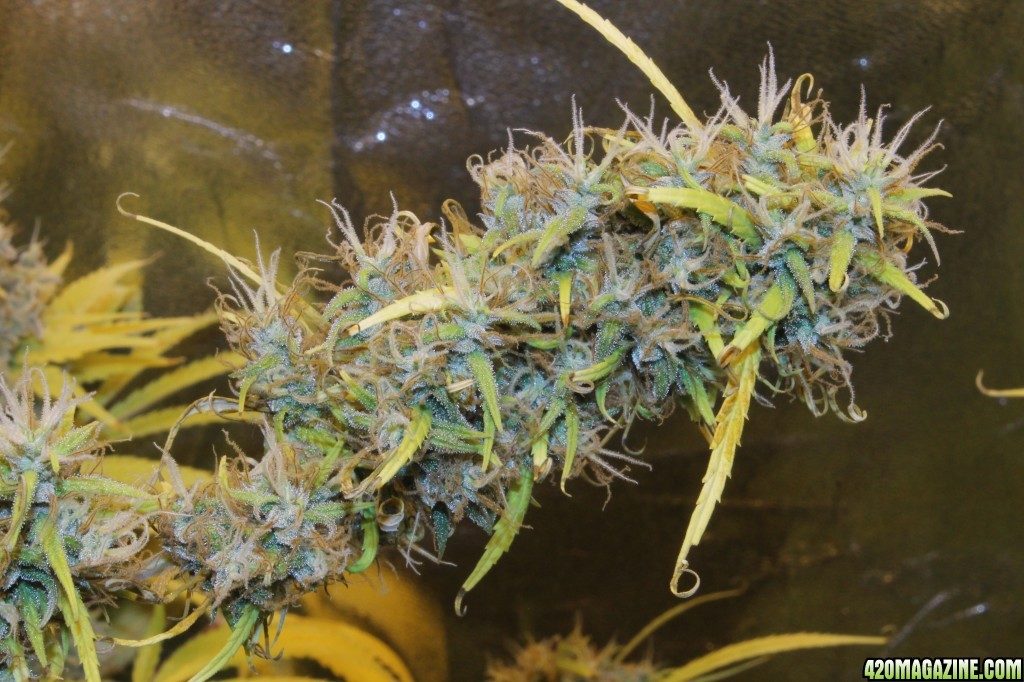 Thai Stick