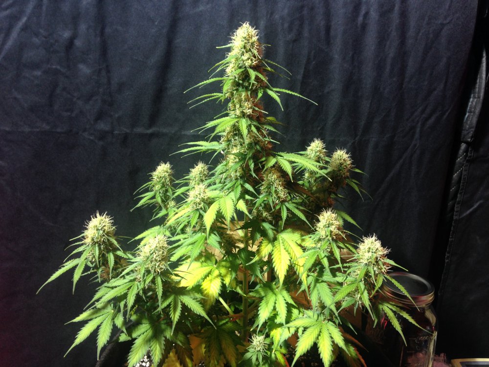Wild Thailand Ryder de 420smoker