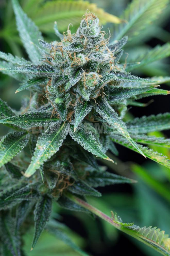 Semillas feminizadas de Amnesia Kush de Dinafem