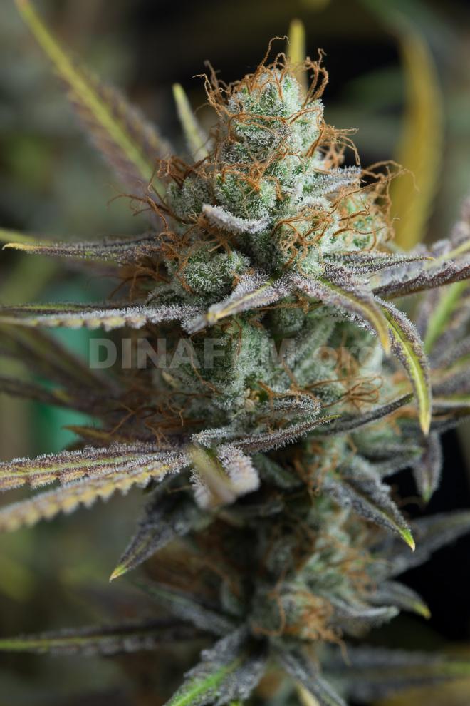 Cogollo de Amnesia Kush de Dinafem
