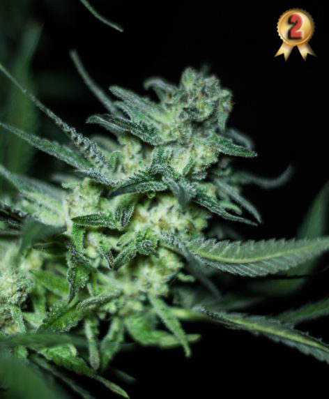 Eli de R-kiem Seeds