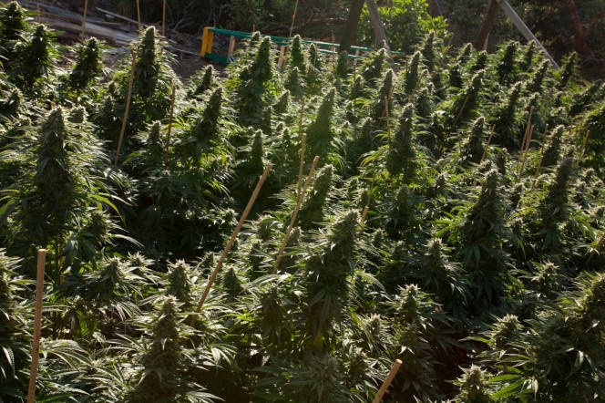 Chemdawg de HSO