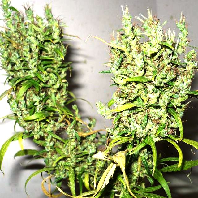 Landrace Ghana de Ace Seeds