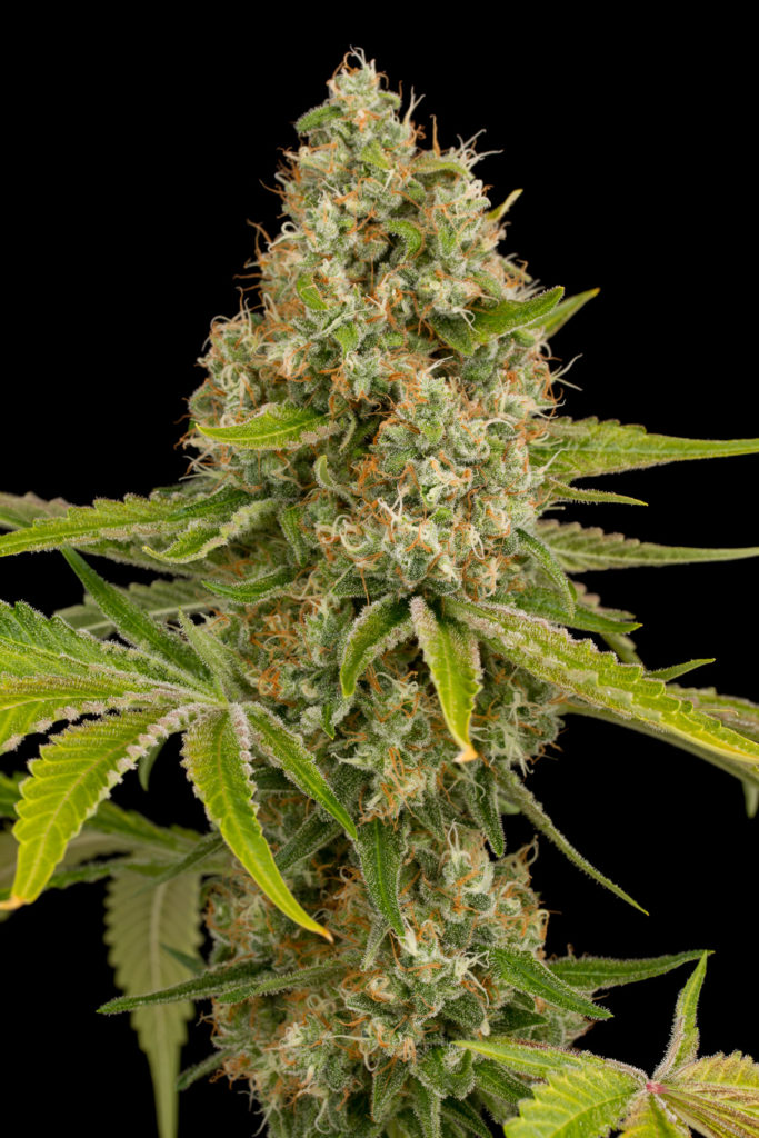 Og Kush de Dinafem