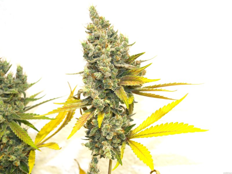Lemon Og Kush de DNA Genetics con sabor a limon