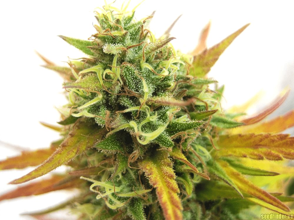 Marihuana Lemon Og Kush de DNA Genetics