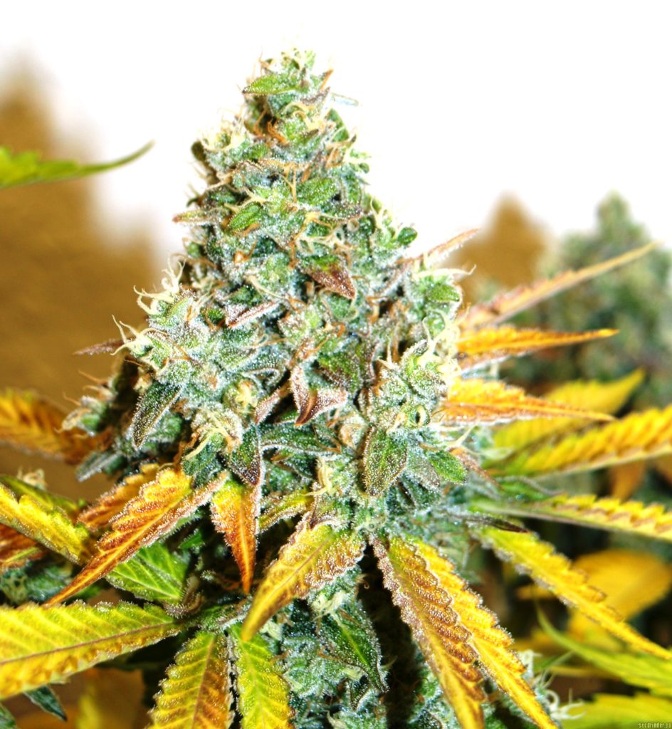 Cogollo principal de Lemon Og Kush