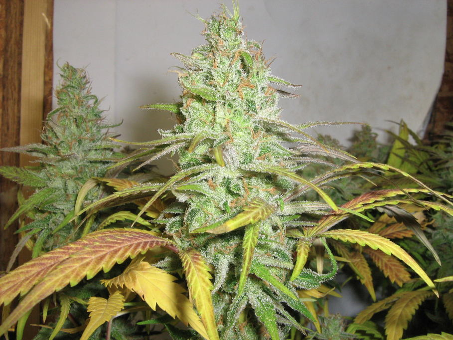 Lemon Thai de usuario ICMG Verdantgreen