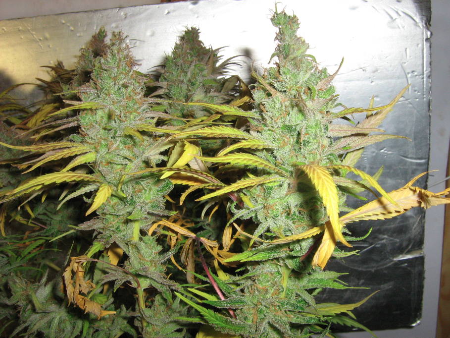 Lemon Thai de ICMAG cultivador Verdantgreen