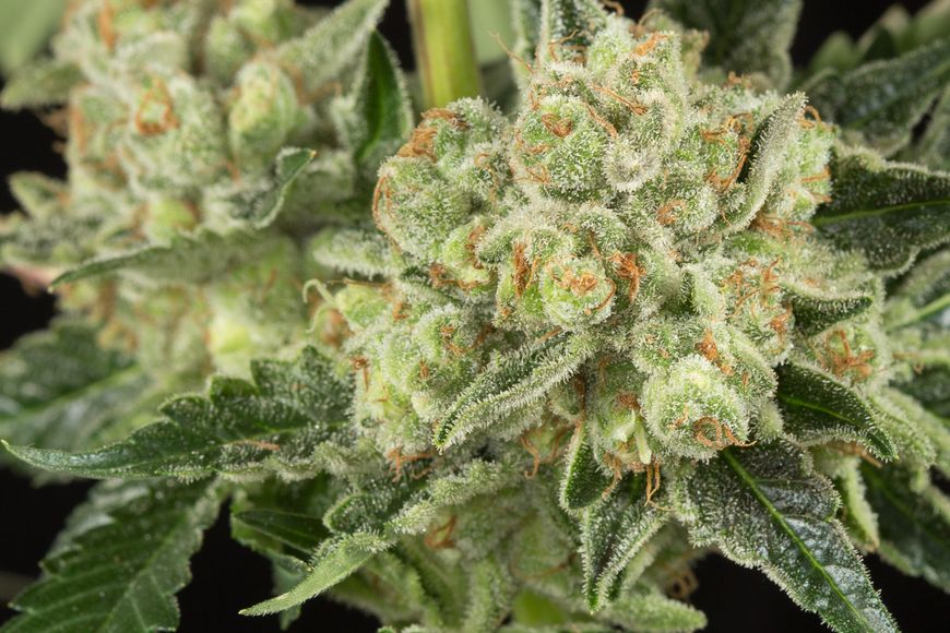 Cannabis Og Kush de Dinafem