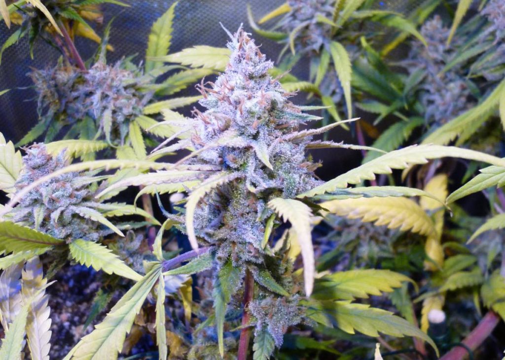 Cannabis Amnesia Haze Hy-pro cultivada por VerdantGreen de ICMAG