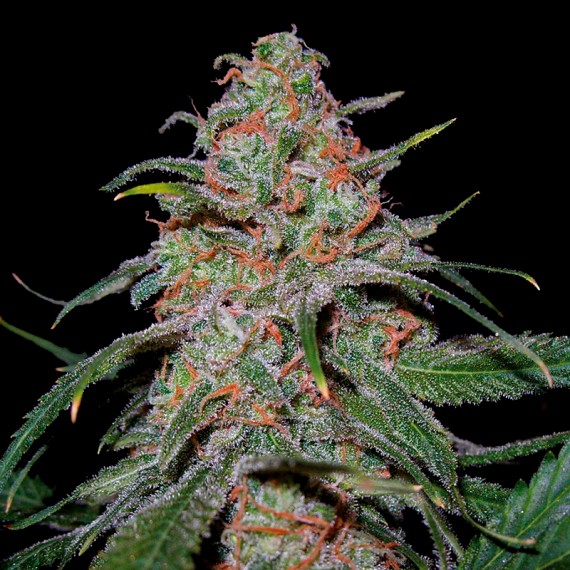 Marihuana Lemon Skunk de DNA Genetics